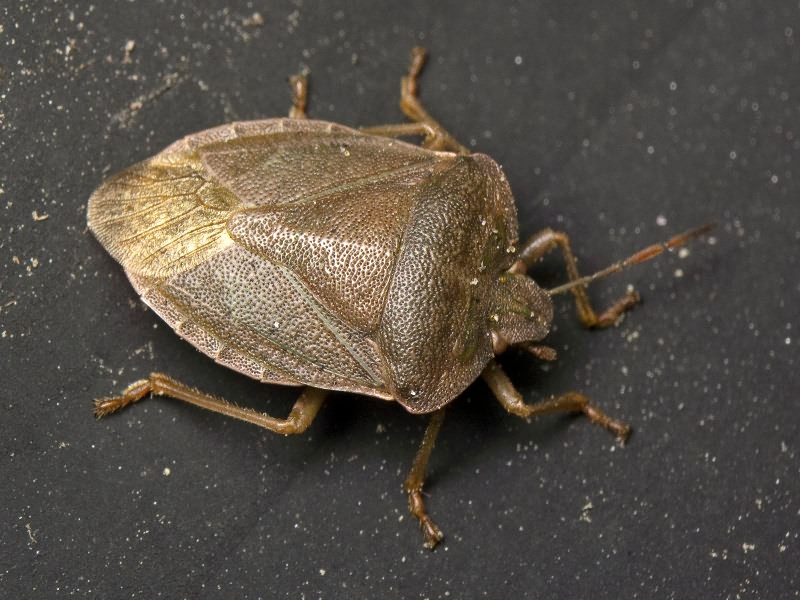 Palomena viridissima (Poda, 1761)